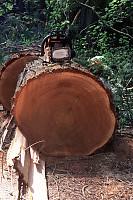 Cut Log