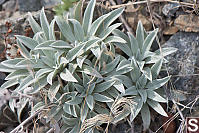 Silverleaf Phacelia