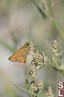 European Skipper On Common Orache