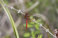 Cardinal Meadowhawk On Stem