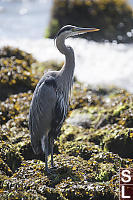 Great Blue Heron On Beach