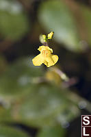 Greater Bladderwort