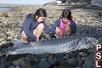 Kids Touching Plates On Sturgeon