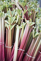 Neatly Trimmed Rhubarb