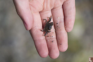 Shore Crab In Hand