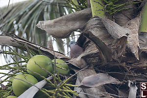 Red Turtle Dove In Palm Tree