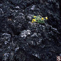 Yellow Flowers