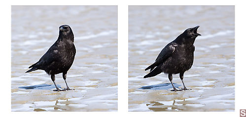 Crow Squawking