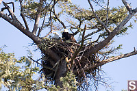 Pair Of Eagles In Nest