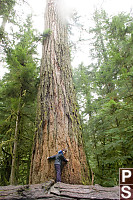 The Tree Is Bigger Than Helen