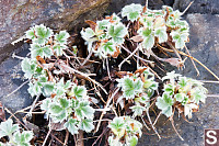 Very Hairy Leaves