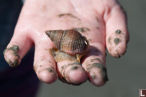Channeled Basket Snail In Hand