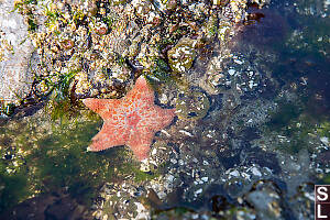 Leather Star In Small Pool