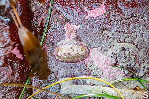 Lined Chiton