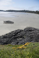 Monkeyflower With View Of Beach