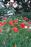 Poppies And Bird House