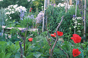 Poppies In The Foreground