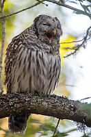 Barred Owl Yawning