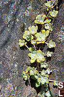Broadleaf Stonecrop In Rock Crack