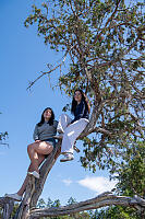 Climbed Seaside Juniper