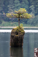 Fairy Lake Bonsai Tree