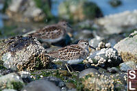 Least Sandpiper