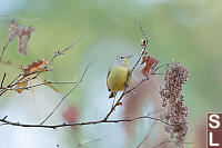 Orange Crowned Warbler Front