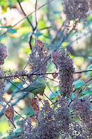 Orange Crowned Warbler In Shadow