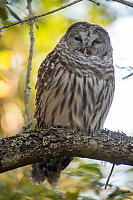 Sleepy Barred Owl