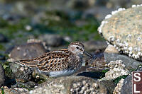 Small Bird In The Rocks