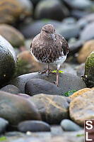 Turnstone Coming Over Rocks