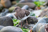 Turnstone Watching Me