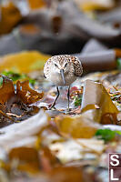 Western Sandpiper In Kelp