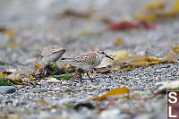 Western Sandpiper
