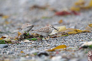 Western Sandpiper