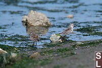 Western Sandpipers At Tides Edge