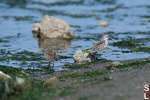 Western Sandpipers At Tides Edge