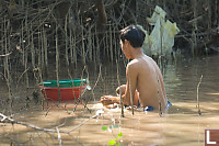 Finding Snails In Mangroves