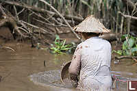 Harvesting Snails In Channel