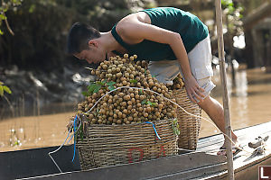 Longan Loading On Boat