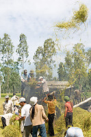 Thresher Blowing Straw