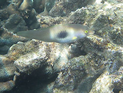 Yellow Eyed Fish