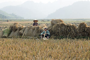 Relaxing With Cut Chaff