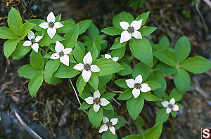 Canadian Dogwood