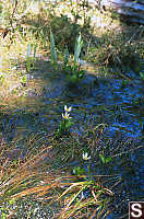 Marsh Marigolds In Grasses