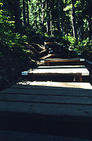 Stairs Up Path