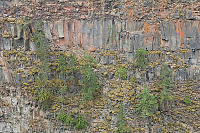 Layers Of Basalt And Confused Trees