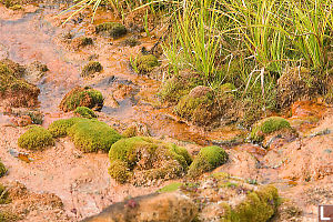 Plants Growing In Mineral Spring