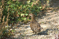 Spruce Grouse Walking Beside Road