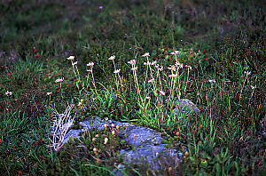 Flowers by Rock